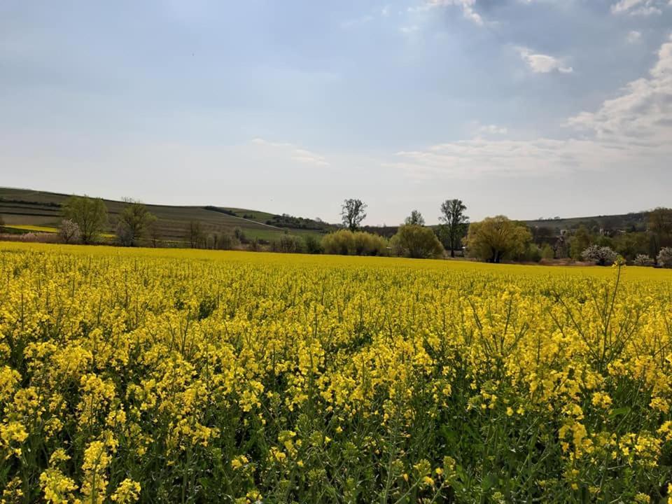 Wachenheim an der Weinstraße Ferienwohnung Im Schoenen Zellertal מראה חיצוני תמונה
